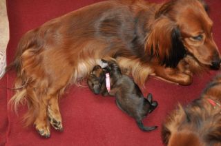 Jamniki d�ugow�ose